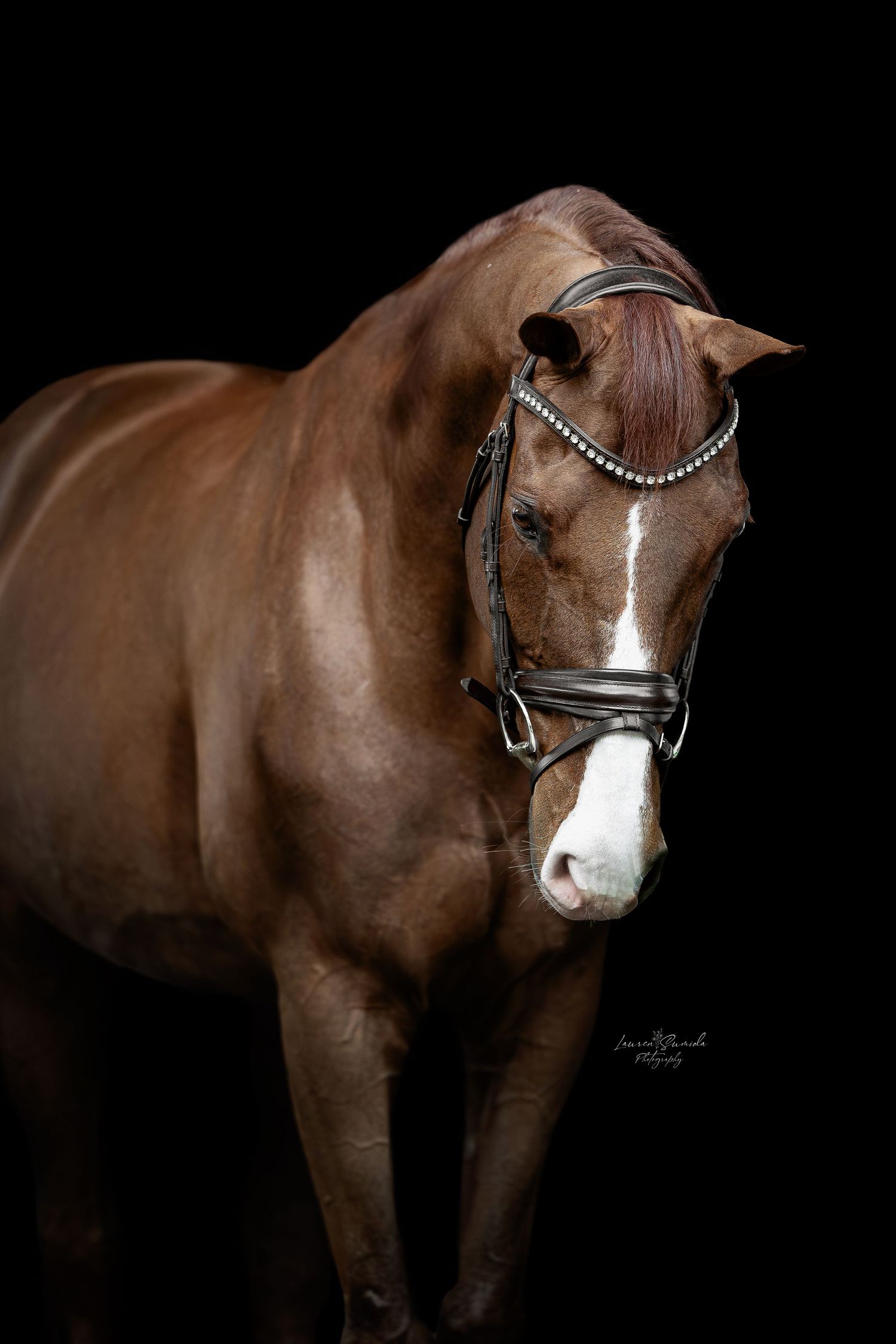 Studio portrait of bay horse wearing black leather bridle with crystal accents.