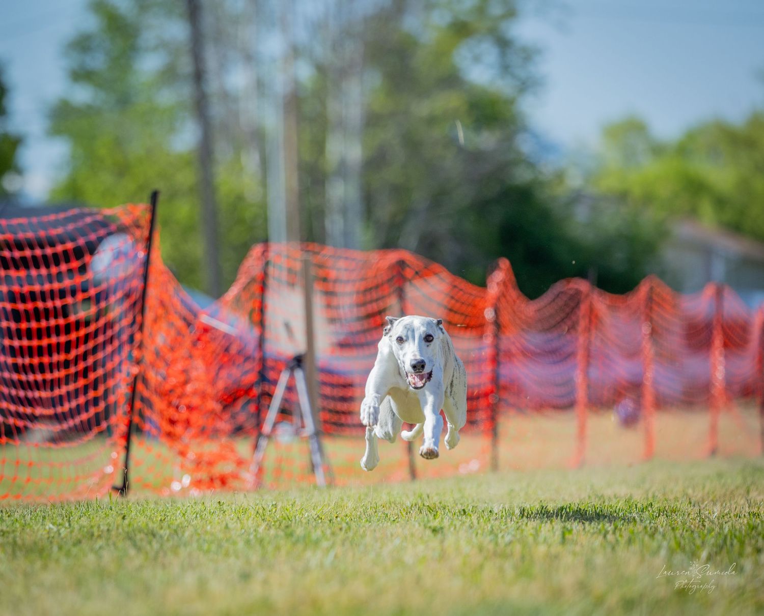 A white dog jumping over grass with orange safety fencing visible behind.