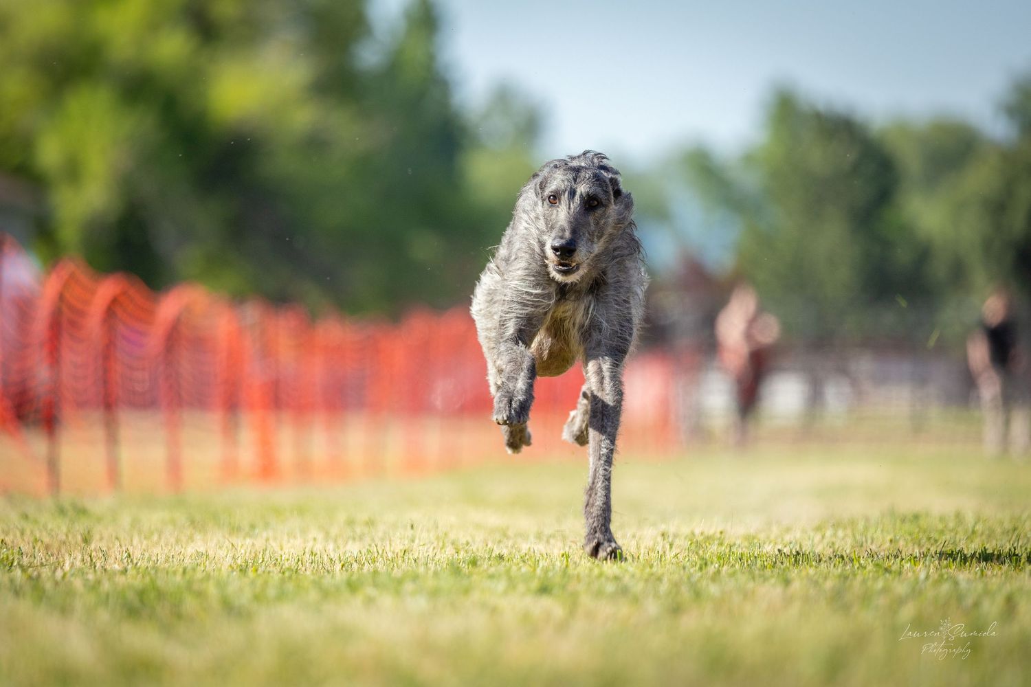 Black and white dog sprinting along orange mesh fencing during an outdoor event.