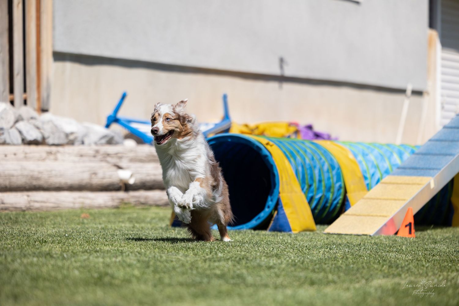 Dog racing through an agility course on a sunny grass field.