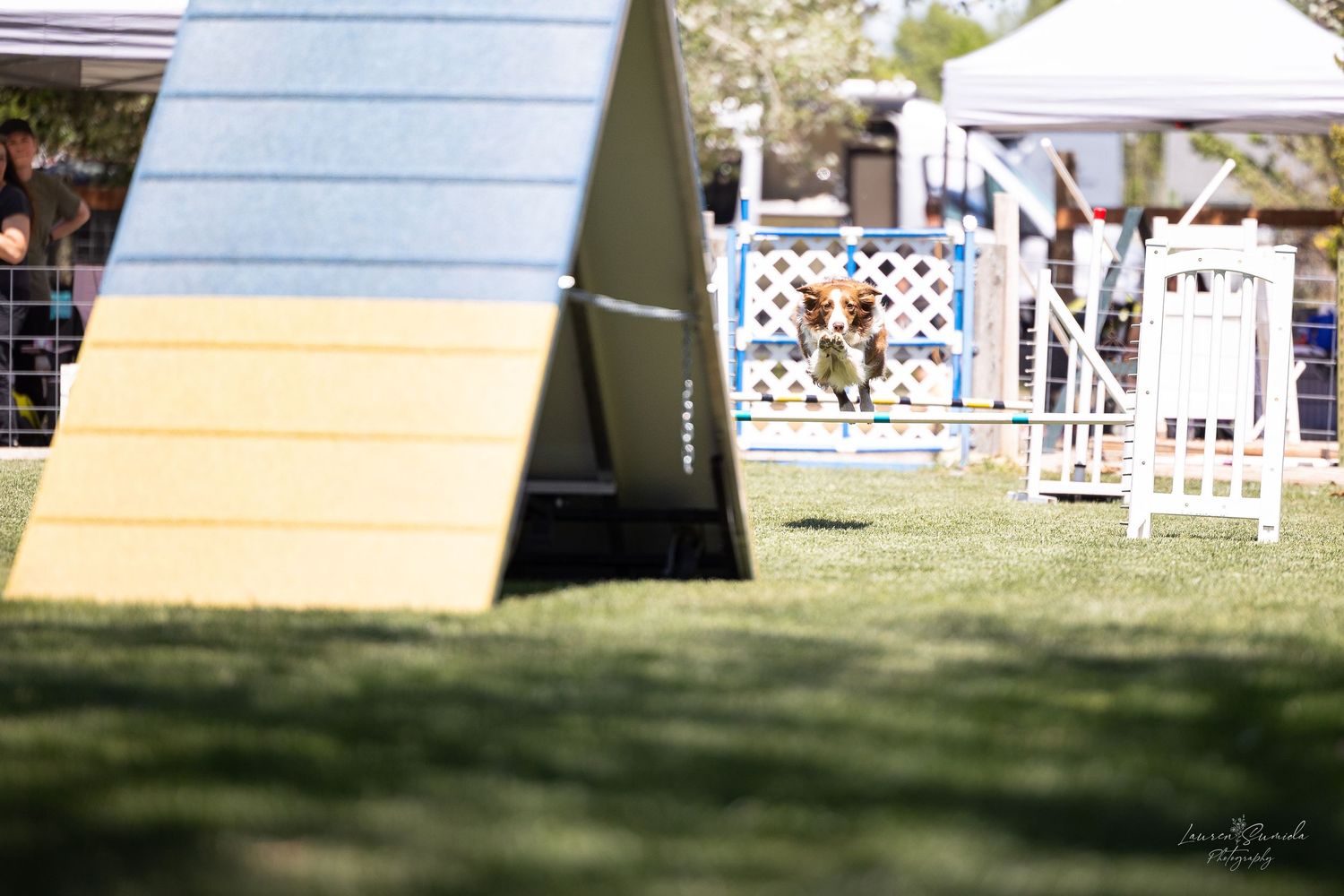 An agility course setup with ramps and obstacles on a sunny day.