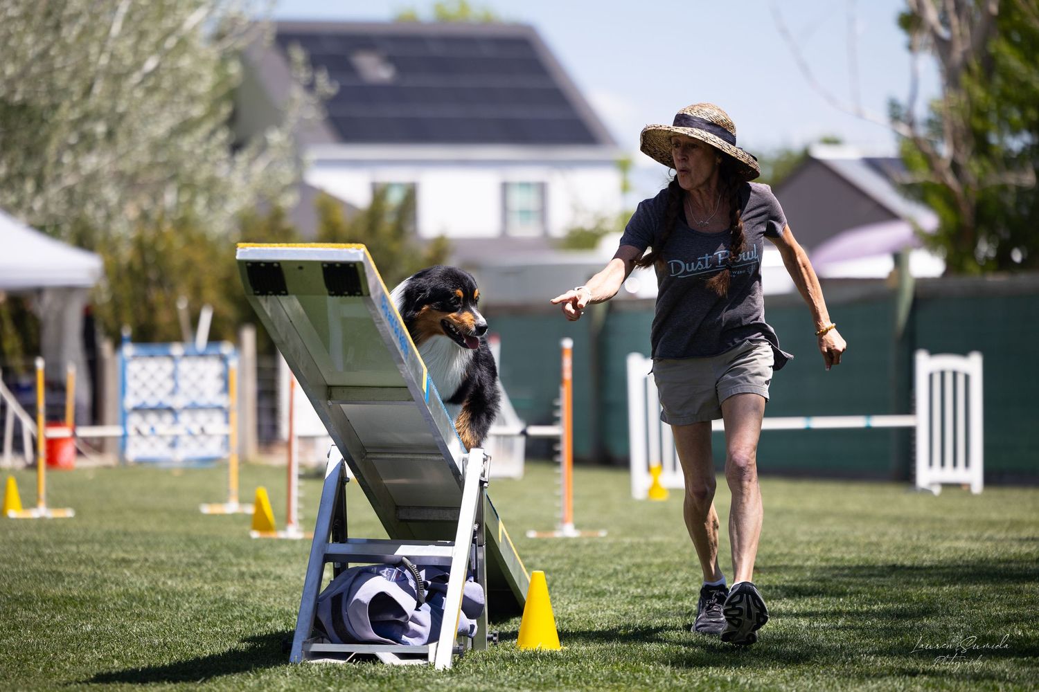 Dogs running through an agility course with jumps and obstacles on a sunny day.
