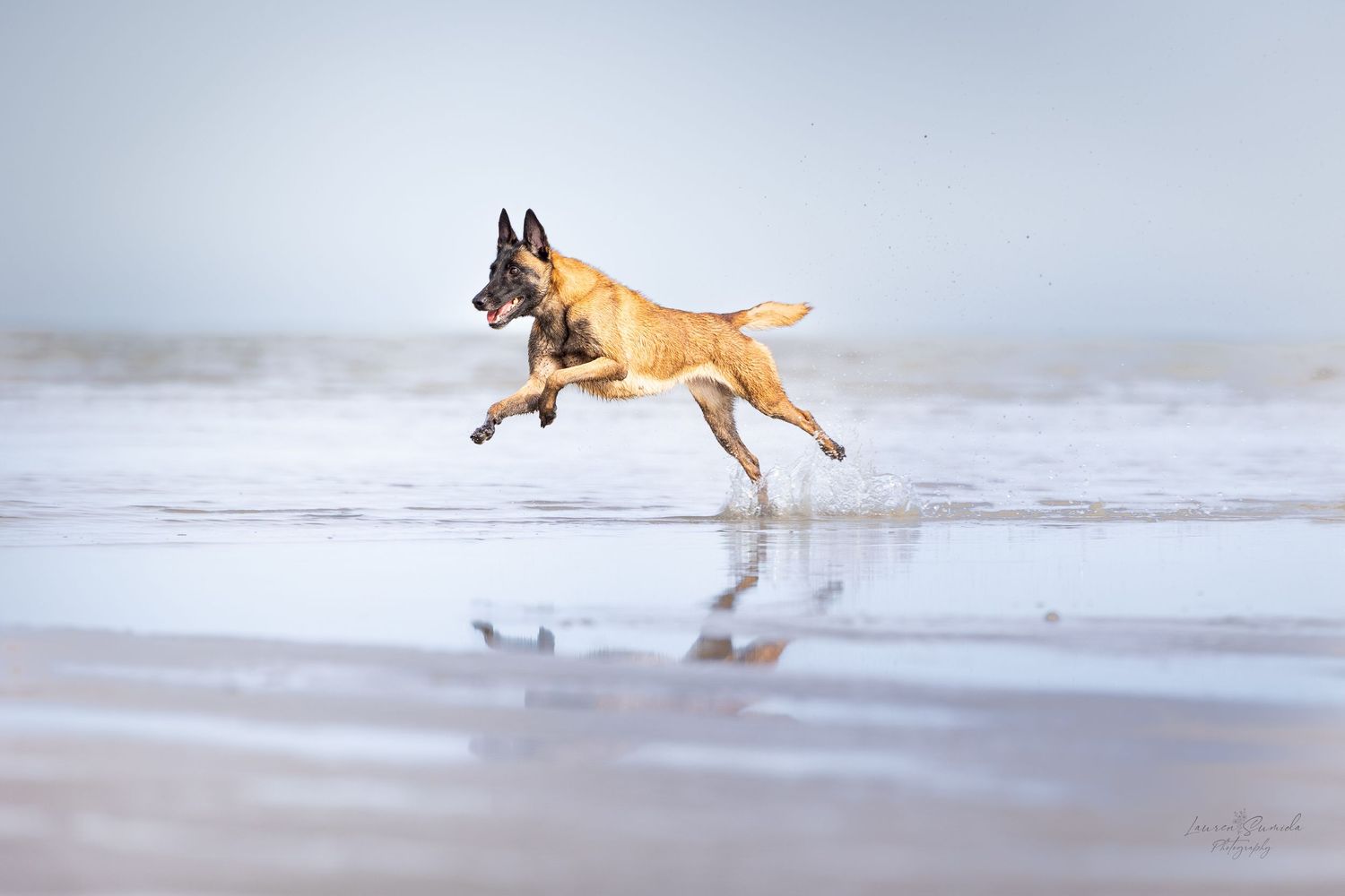 Belgian Malinois dog leaping energetically through beach water.