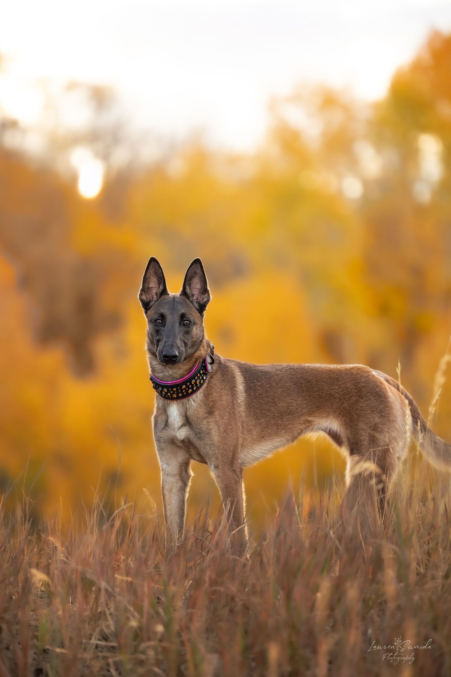 Belgian Malinois dog wearing red collar poses in autumn field with golden background.