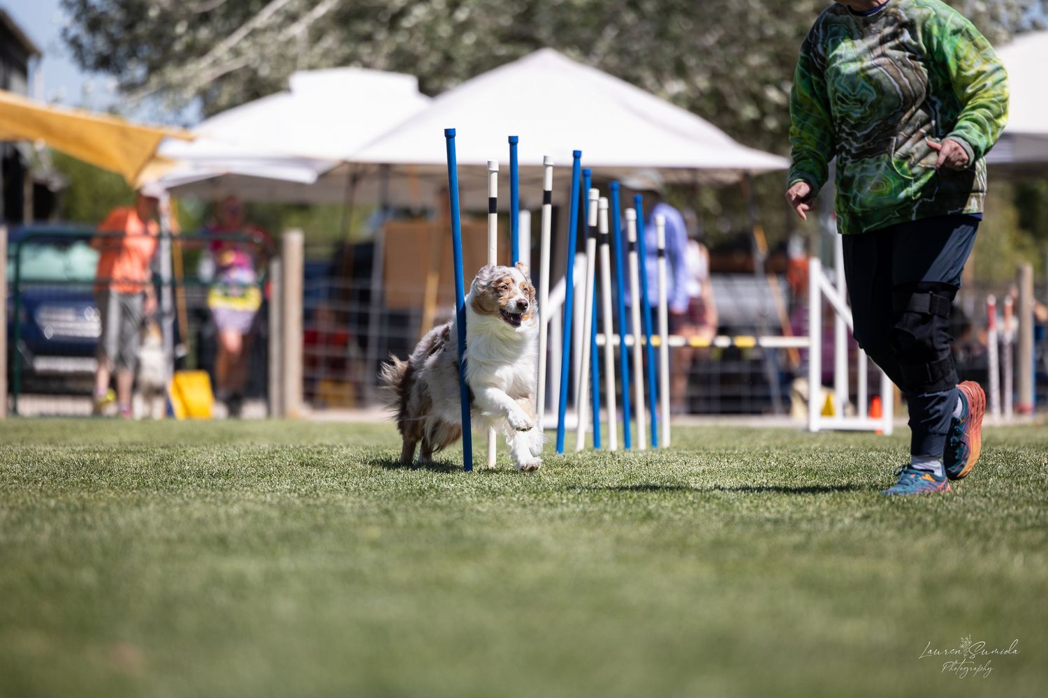 Outdoor dog agility course setup with equipment and obstacles on grass field.