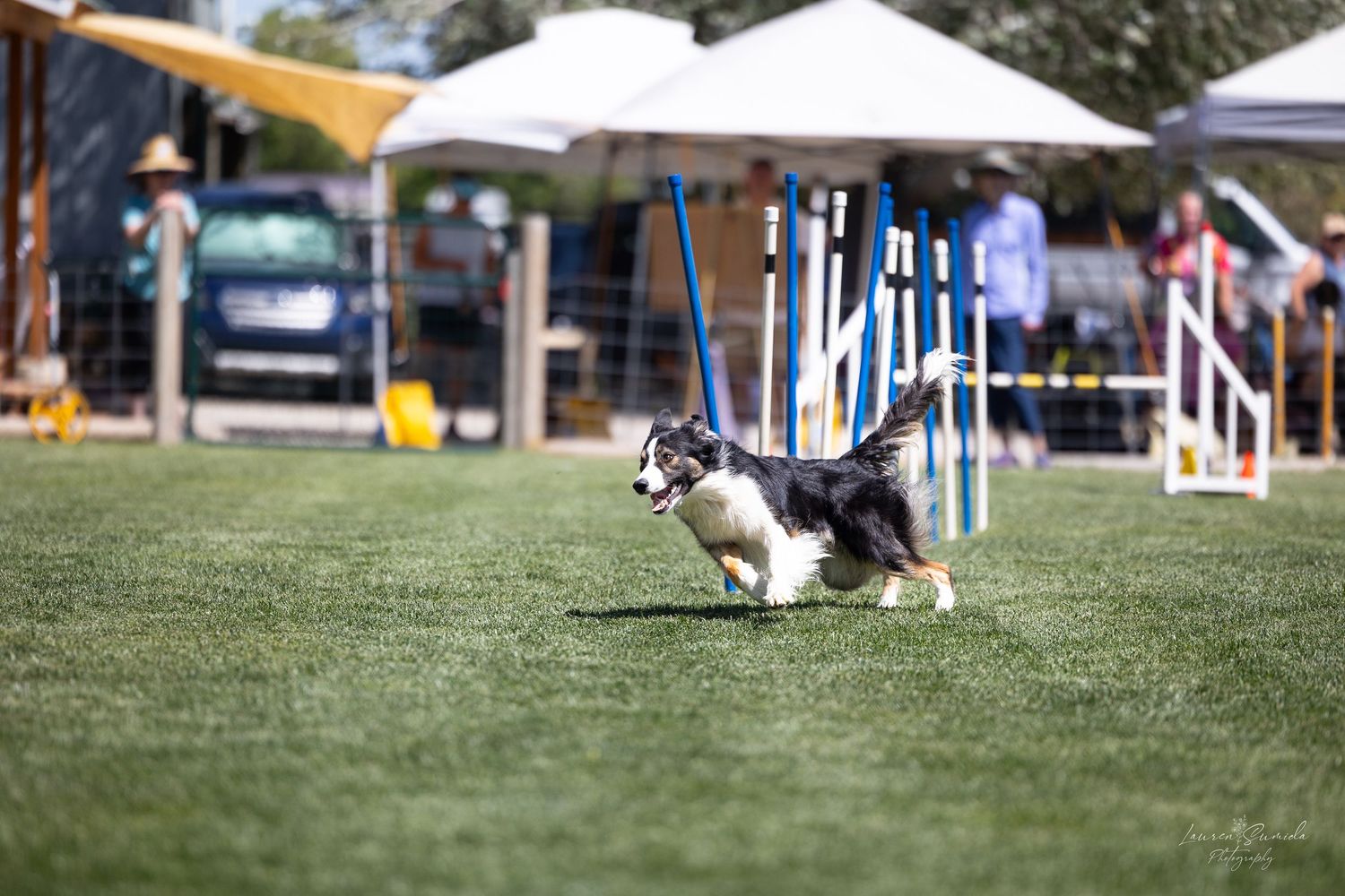 Black and white dog running through weave poles on grass agility course.