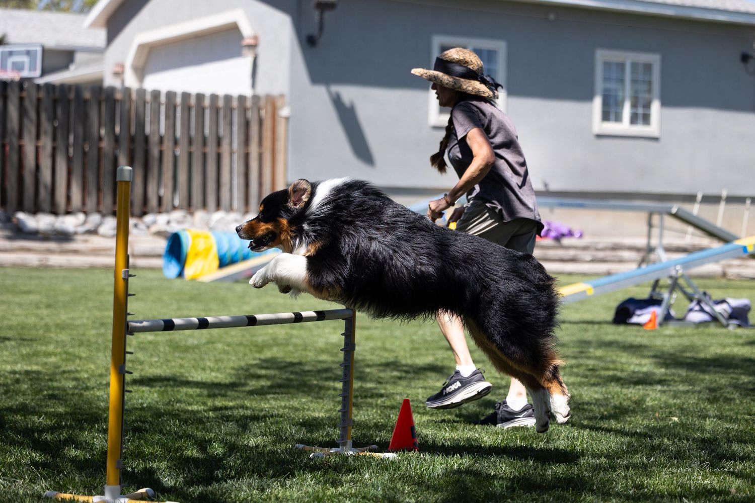Black and white dog running through agility course obstacles on grass field.