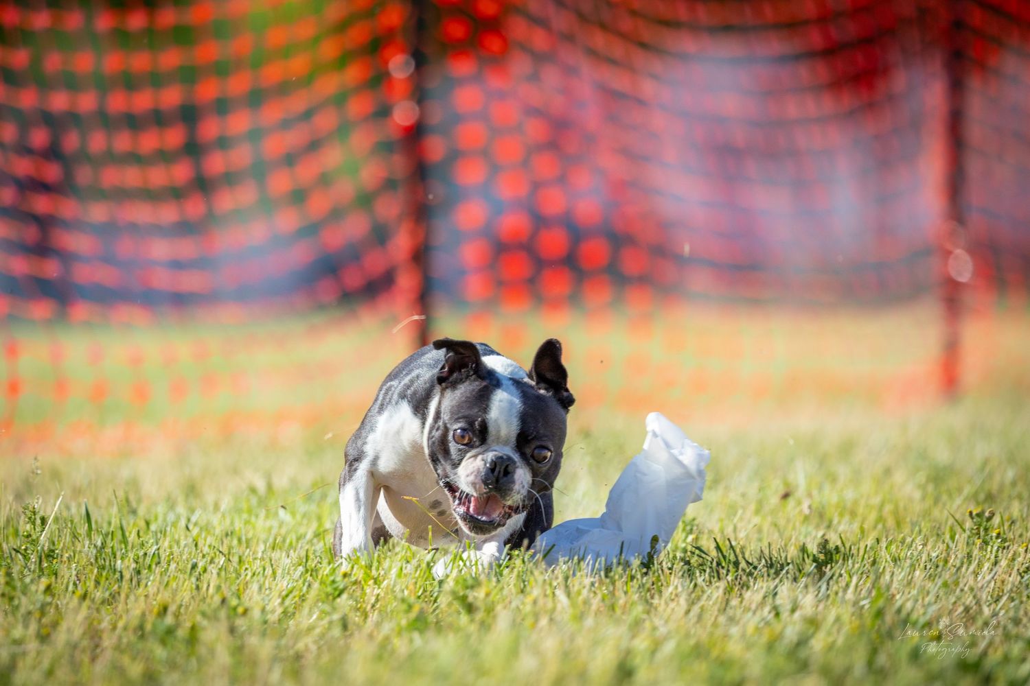Black and white dog showing speed and agility while running on grass near orange safety barriers.