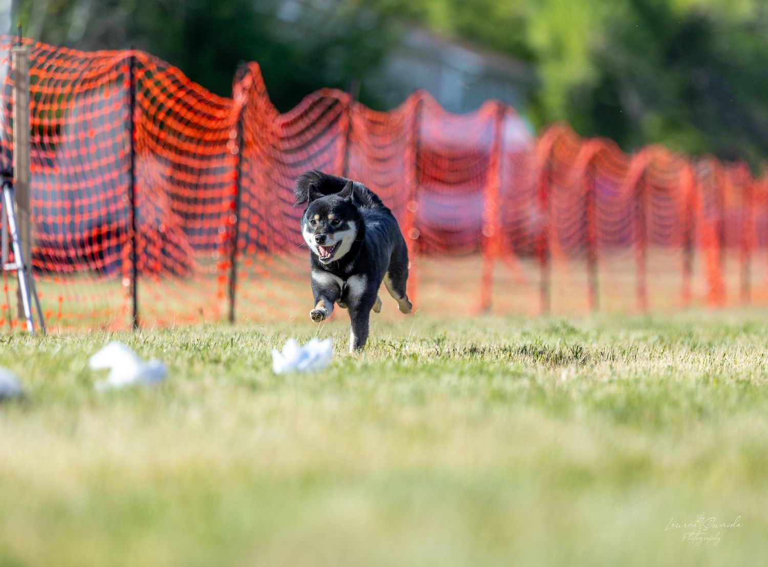 Dalmatian dog running along orange safety netting on a grassy field during an agility course.