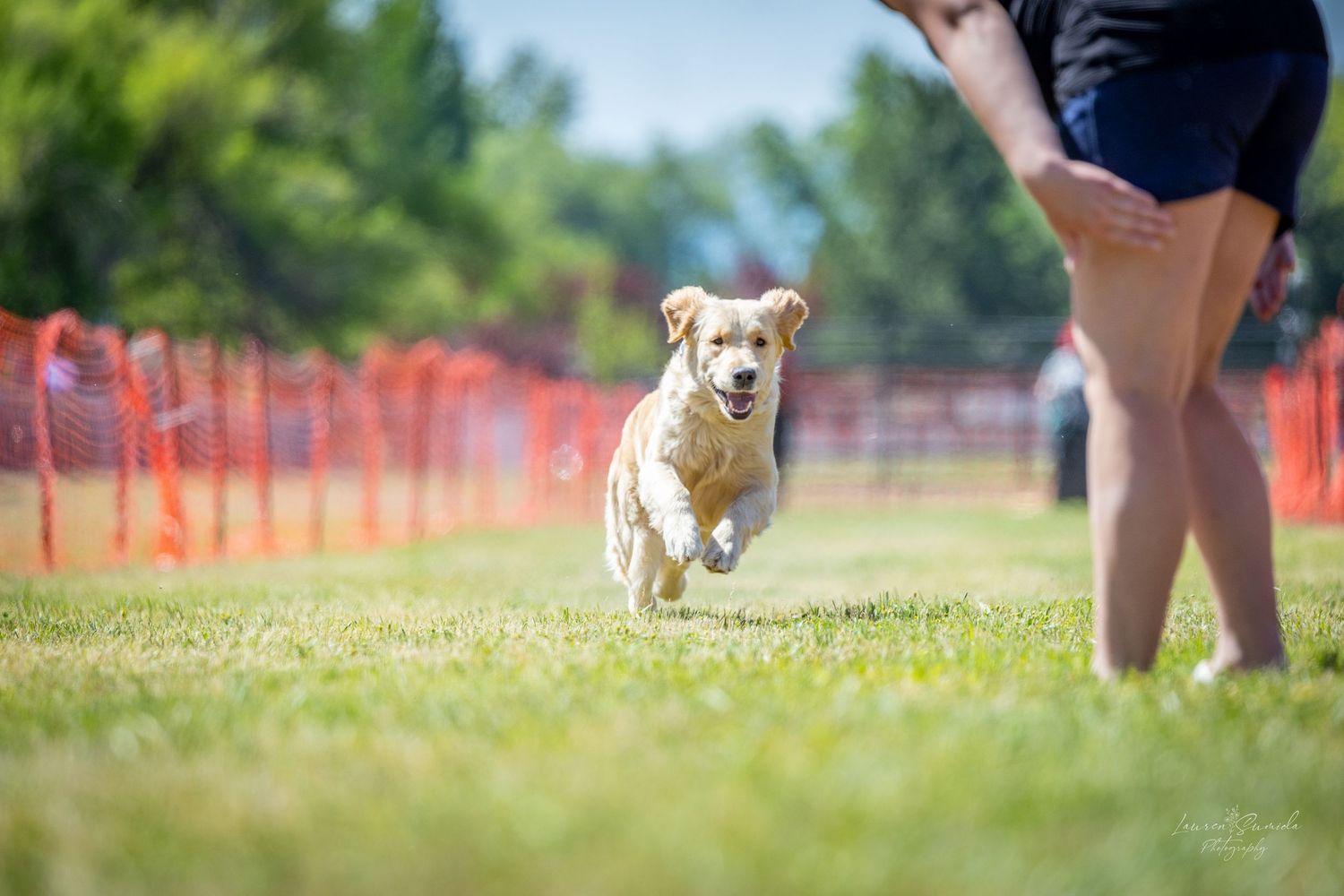 Dog racing along grass track with orange safety netting visible.