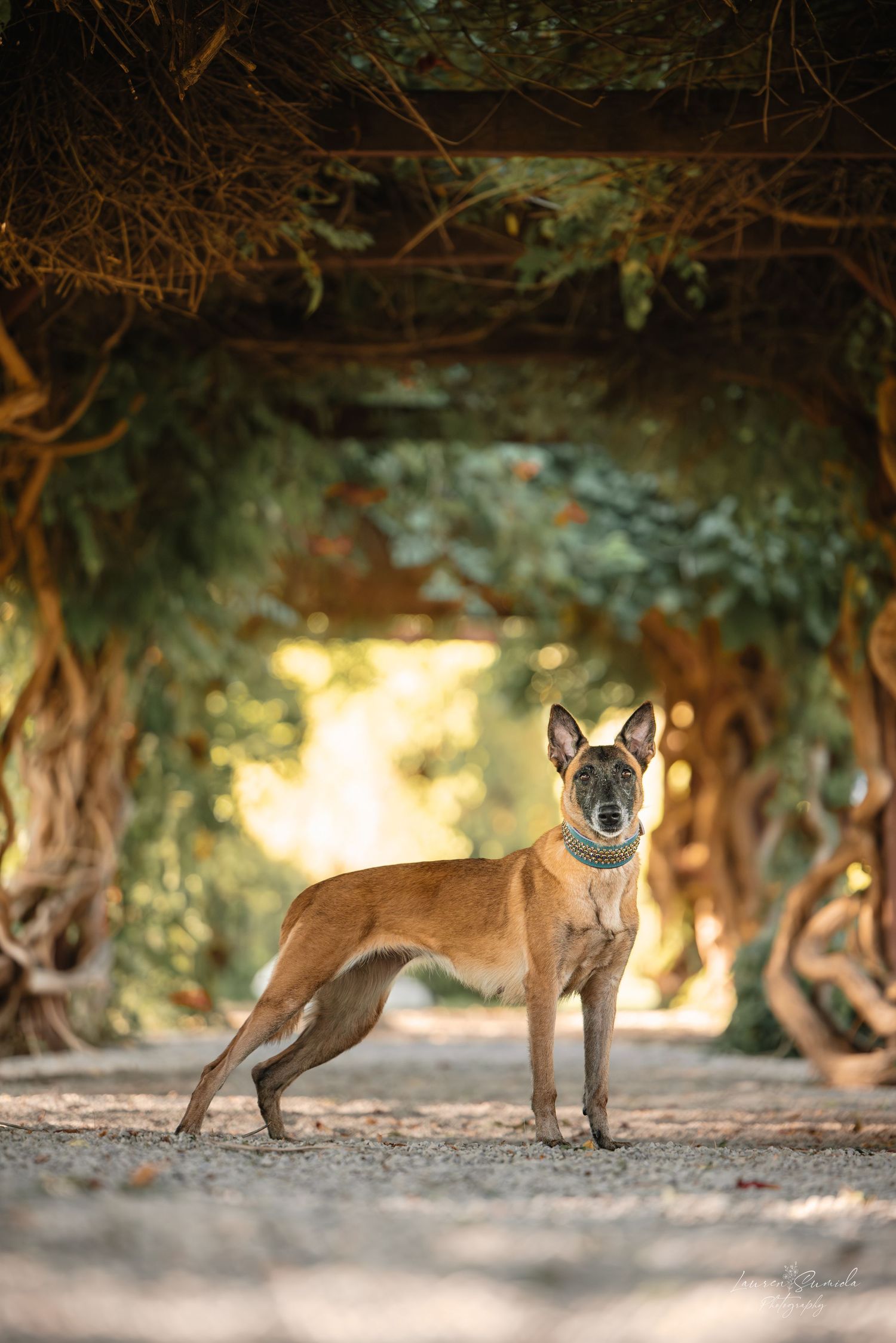 Belgian Malinois dog standing in natural archway with golden sunlight behind.