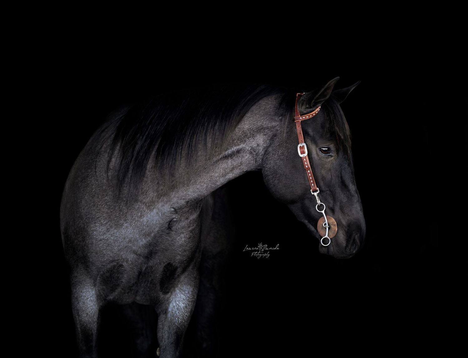 Artistic black and white portrait of a horse's silhouette with bridle.