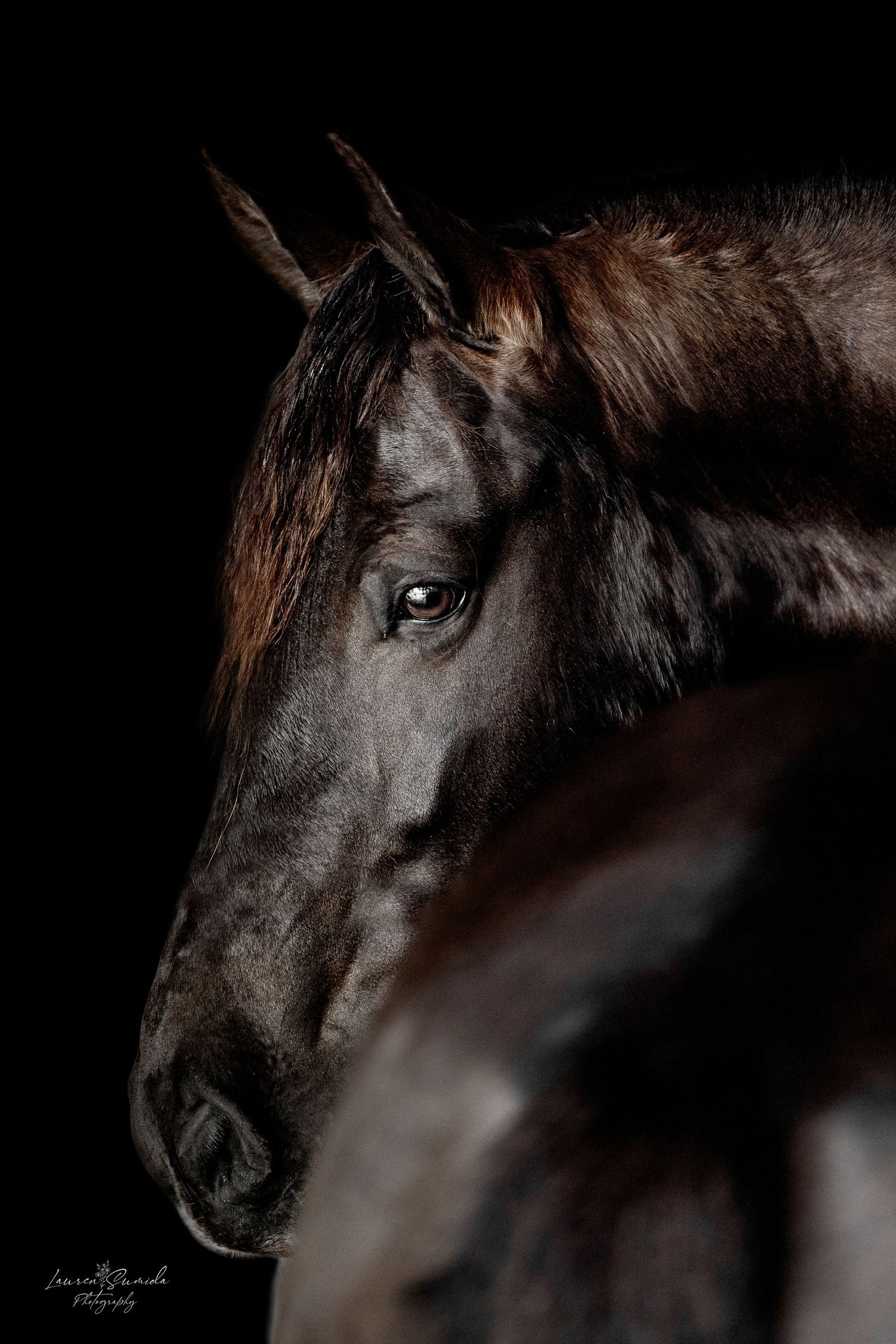 Moody close-up photographs of a dark horse's face and eye in low light conditions.