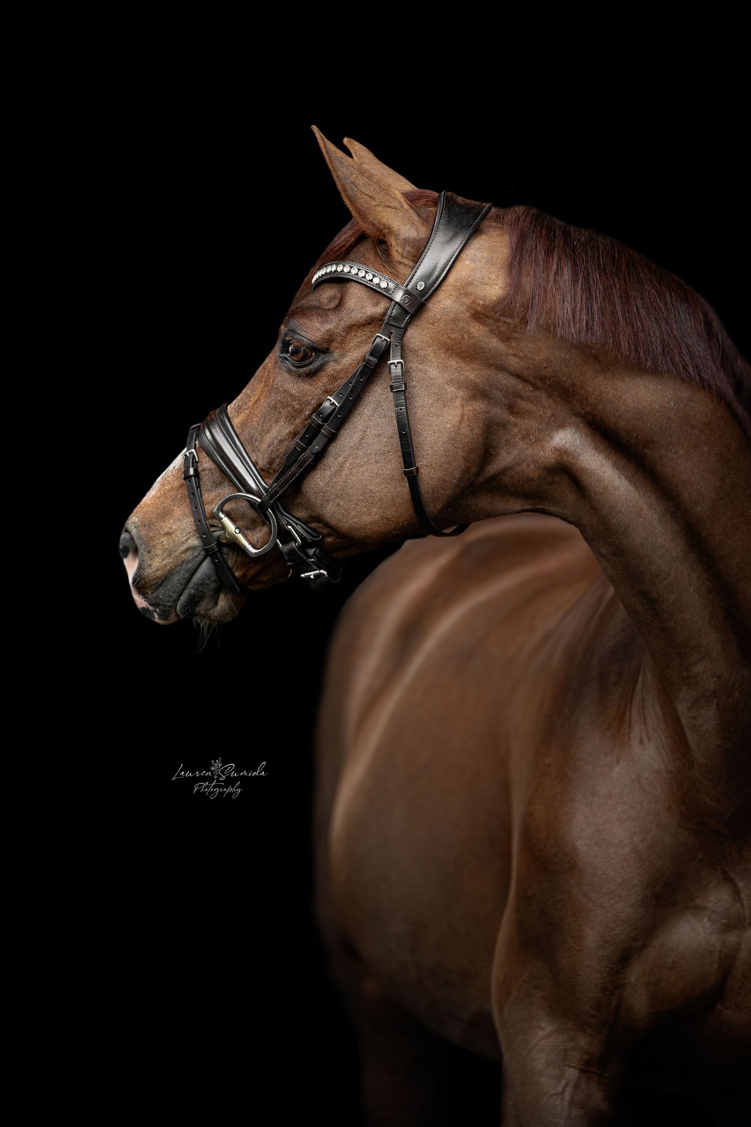 Close-up profile of a bay horse wearing a black bridle against dark background.