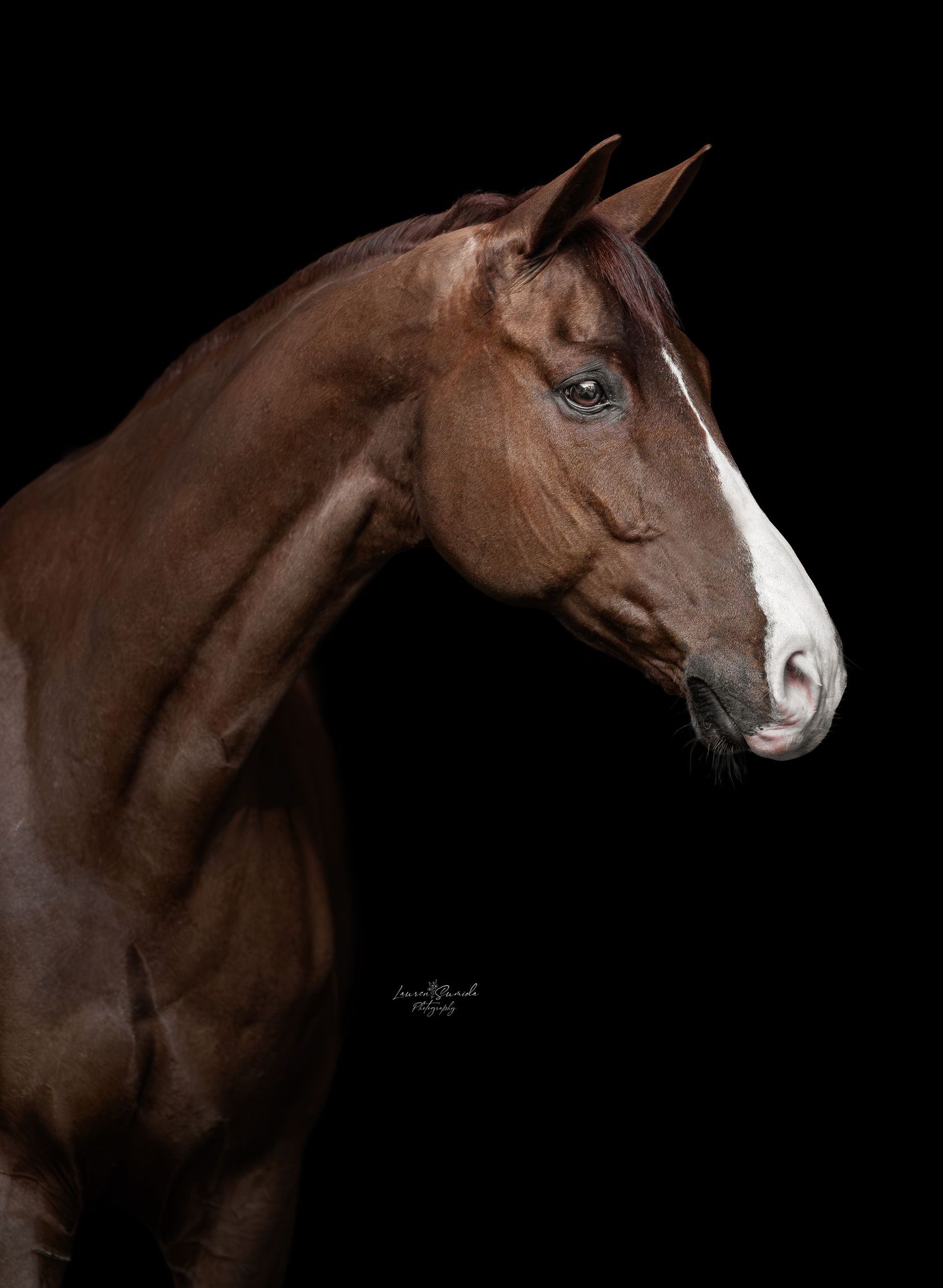 Dramatic side view of brown horse with white blaze against dark studio background.