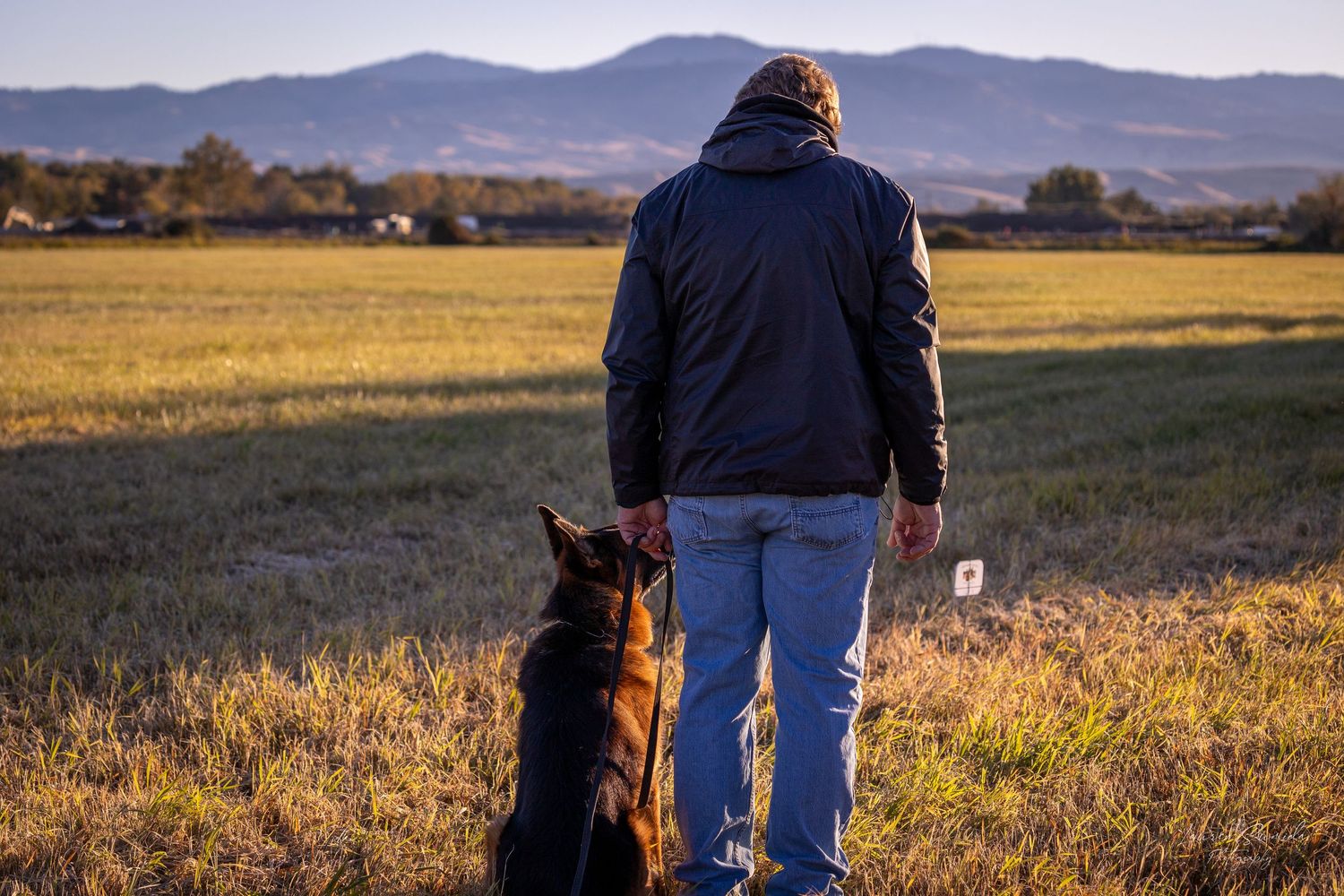 Dog training session taking place in a field with mountains visible in the background.
