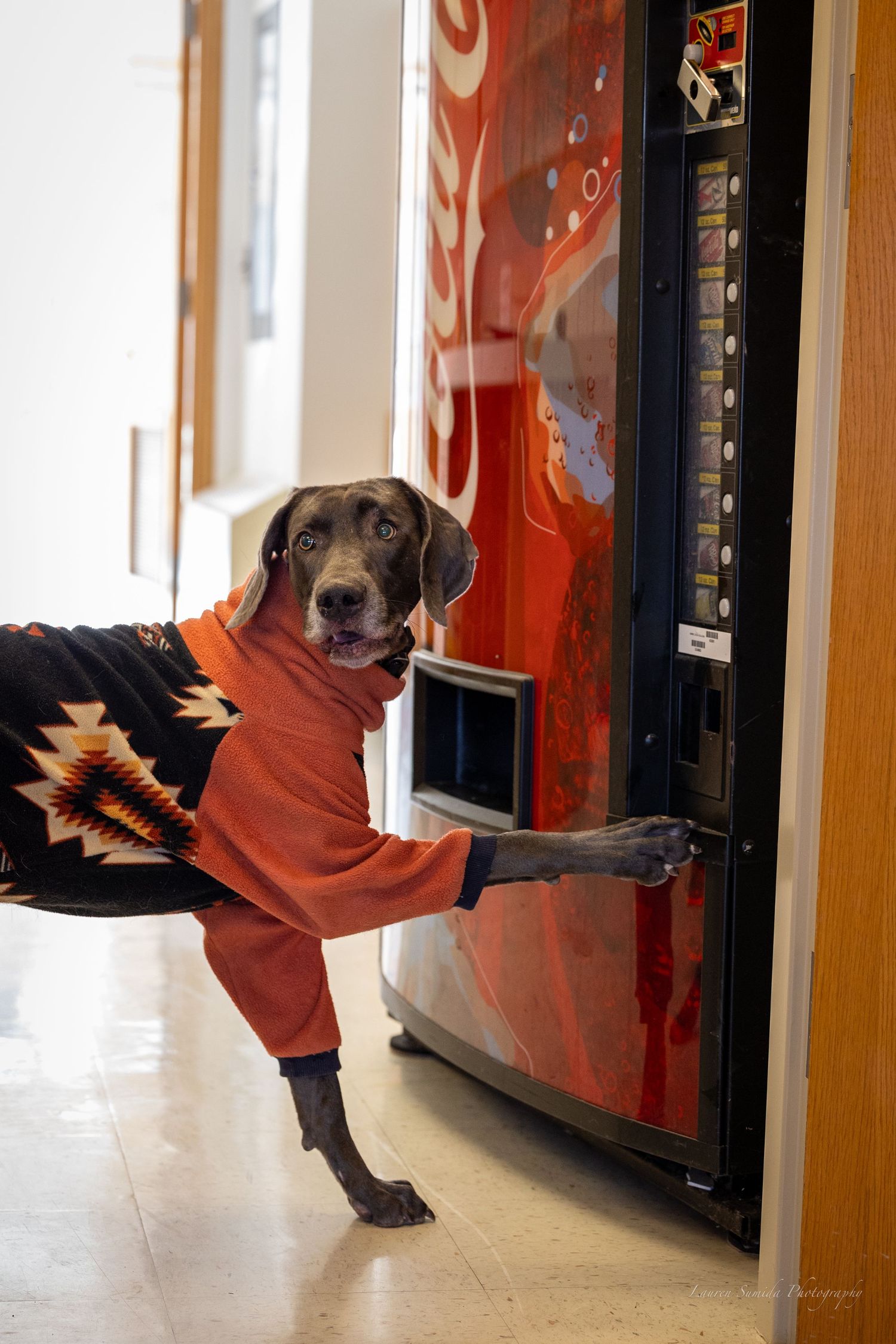 A dog peeks out from behind a red Coca-Cola vending machine in an indoor hallway.