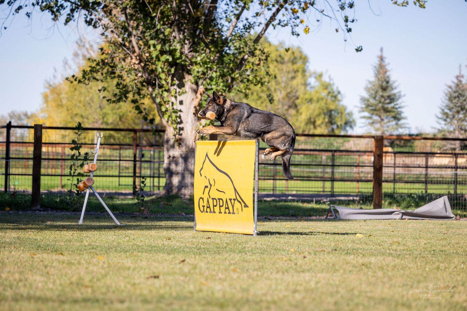 German Shepherd dog performs agility training exercises on an outdoor course with obstacles.