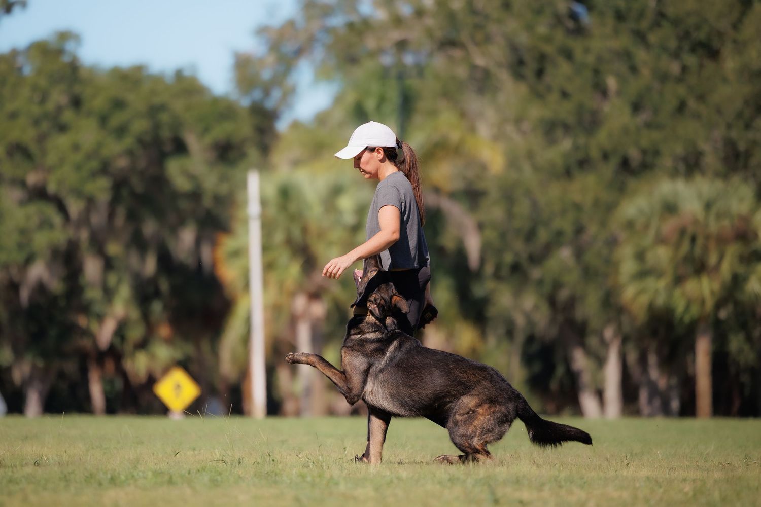 A black dog runs through an agility course on a grassy field with trees in the background.