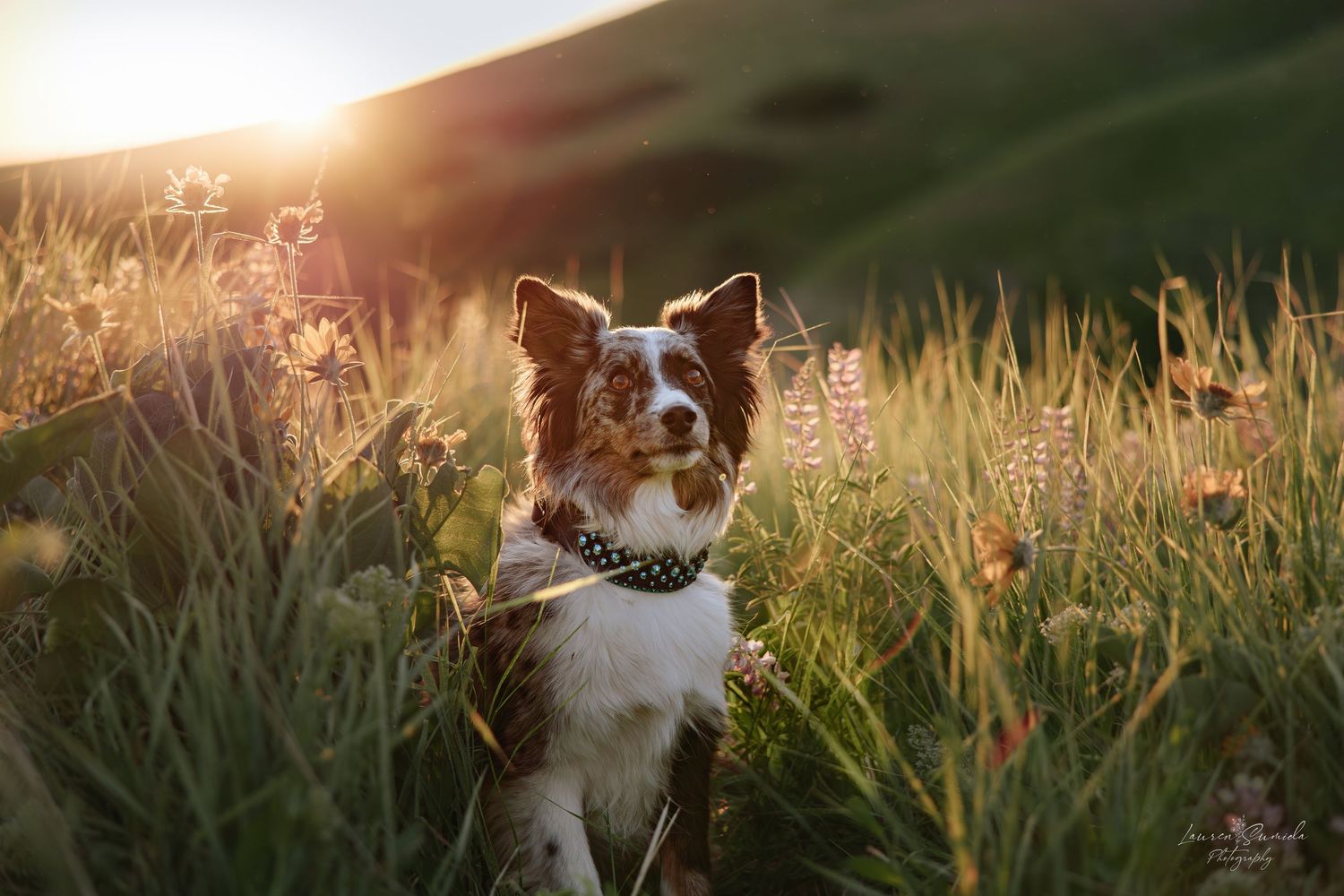 Brown and white dog sitting in tall grass during sunset with golden backlight.