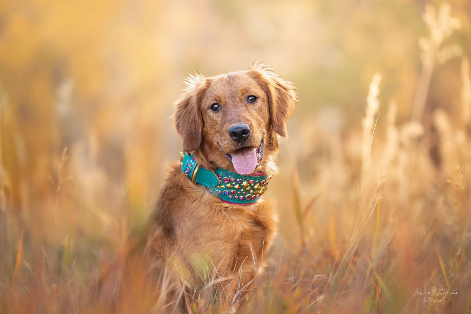 Golden Retriever wearing a blue bandana sitting in tall golden grass during sunset.
