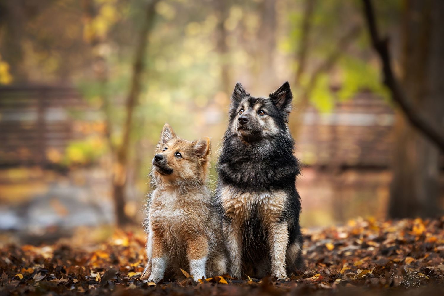 Two Finnish Lapphund dogs sitting together on forest path covered in autumn leaves.