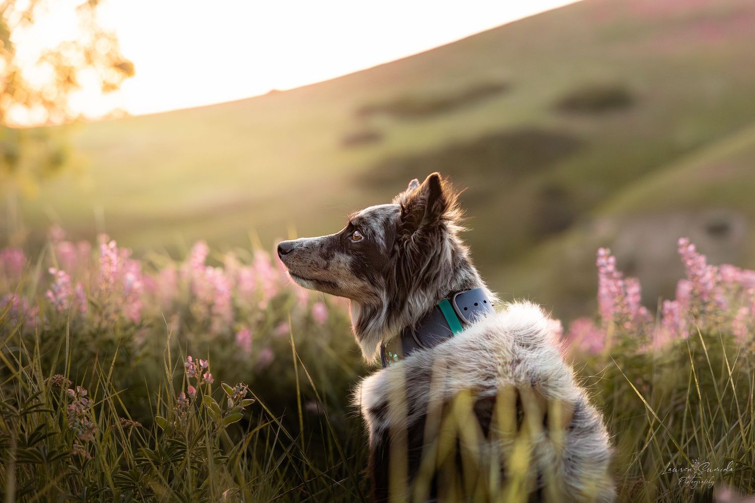 Dog with blue collar sitting in field of pink wildflowers at sunset.