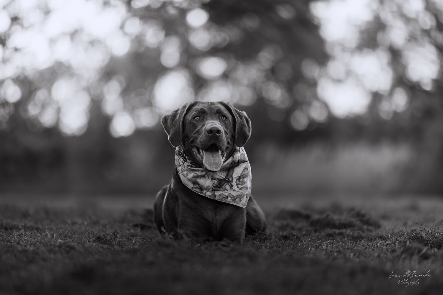 Black and white portrait of dog lying in grass with bokeh background.