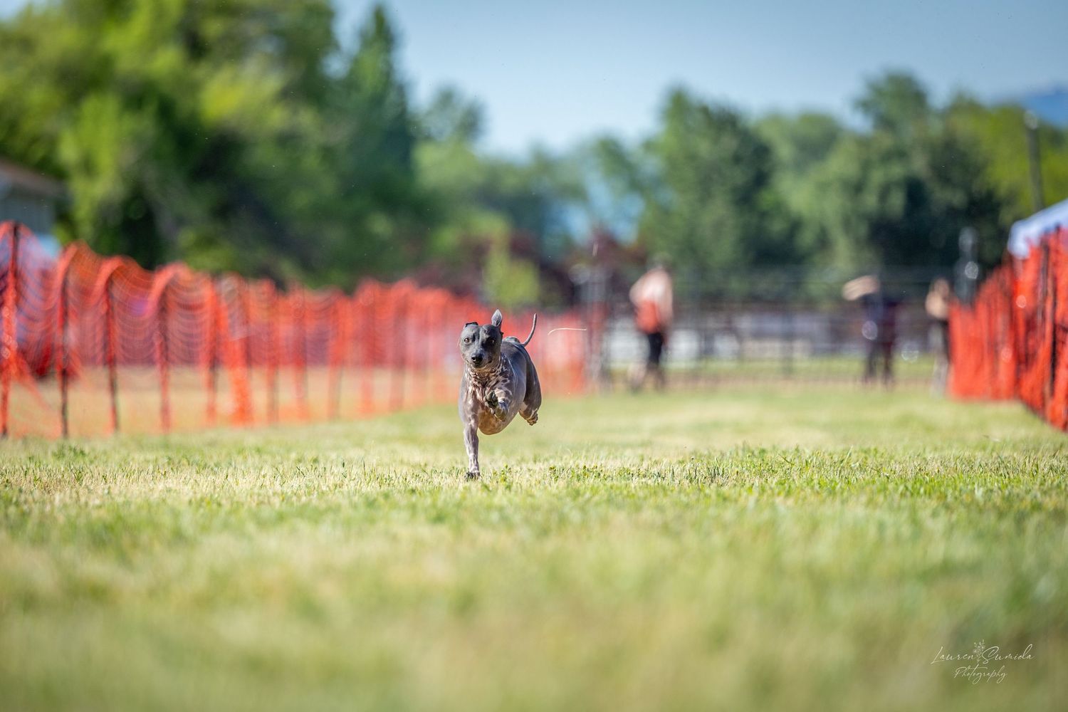 White dog leaping gracefully across a sunny field bordered by orange safety fencing.