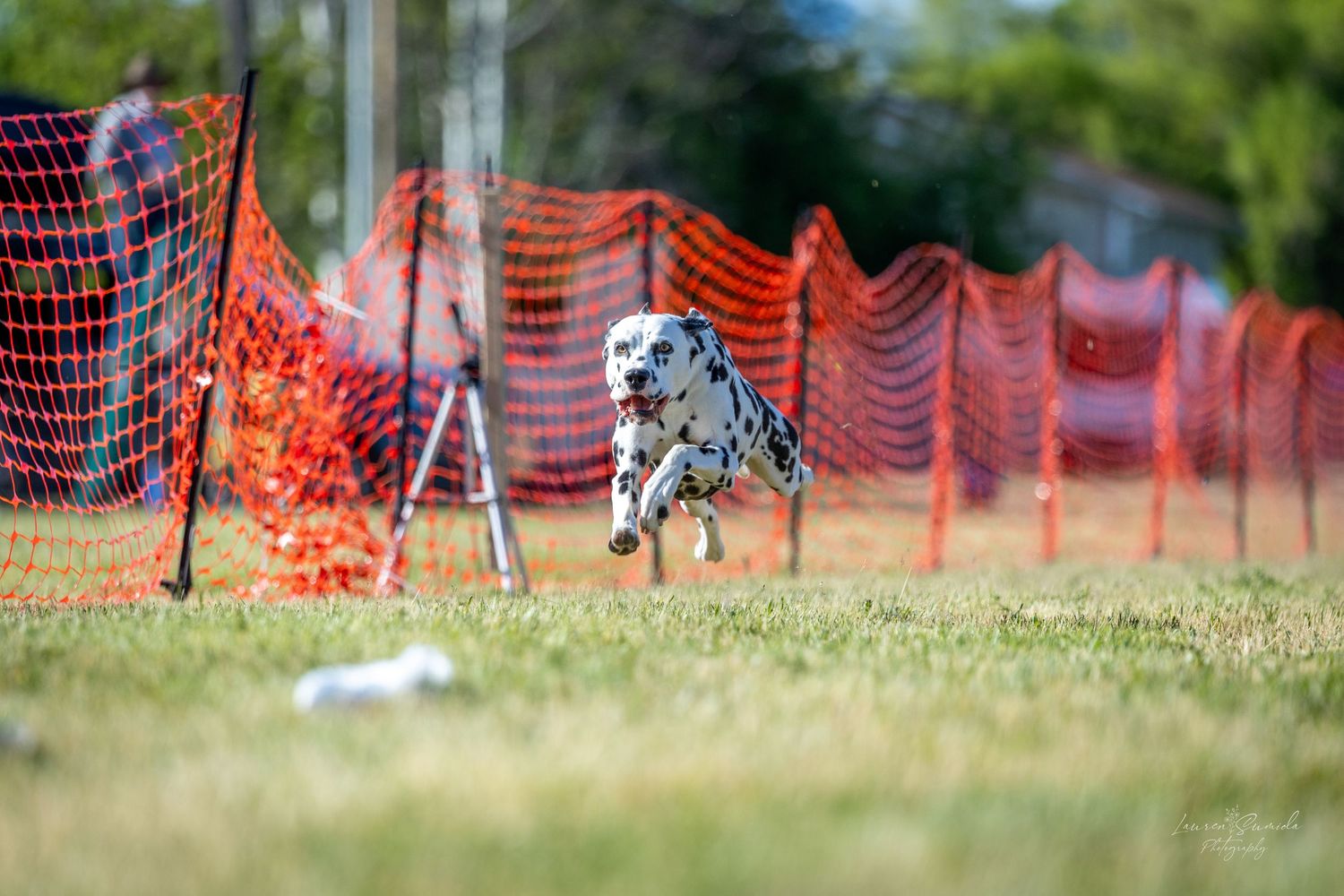 Black and white dog racing past orange mesh barriers during an outdoor event.
