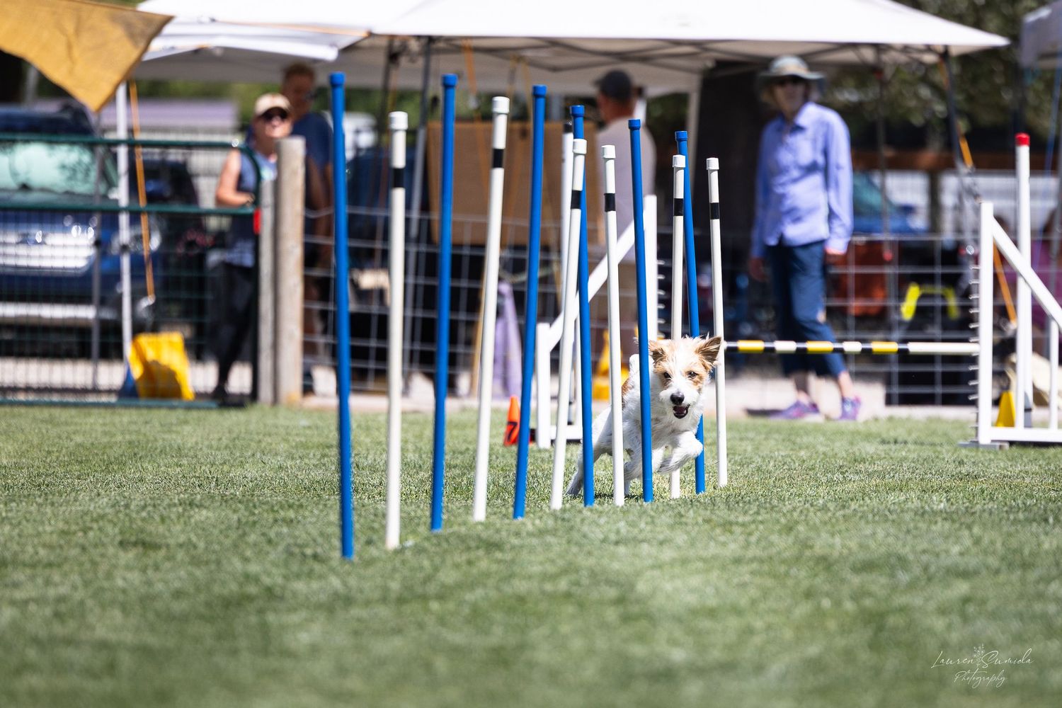Small dog weaving through blue agility poles on grass course.
