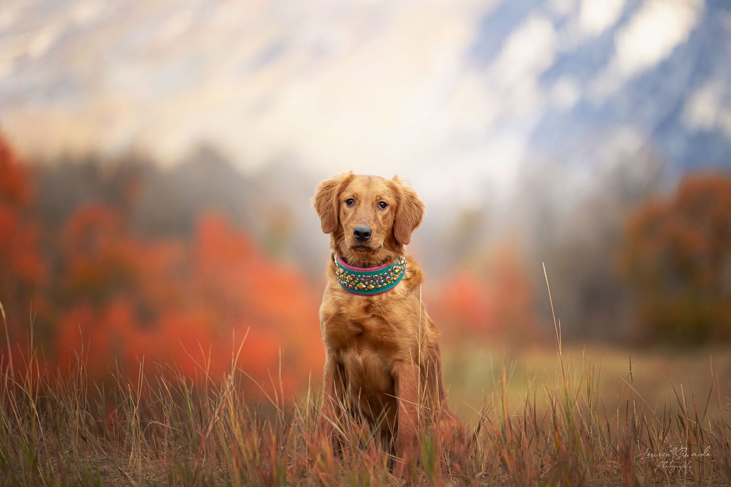 Golden retriever poses in field of dry grass with warm autumn colors in background.