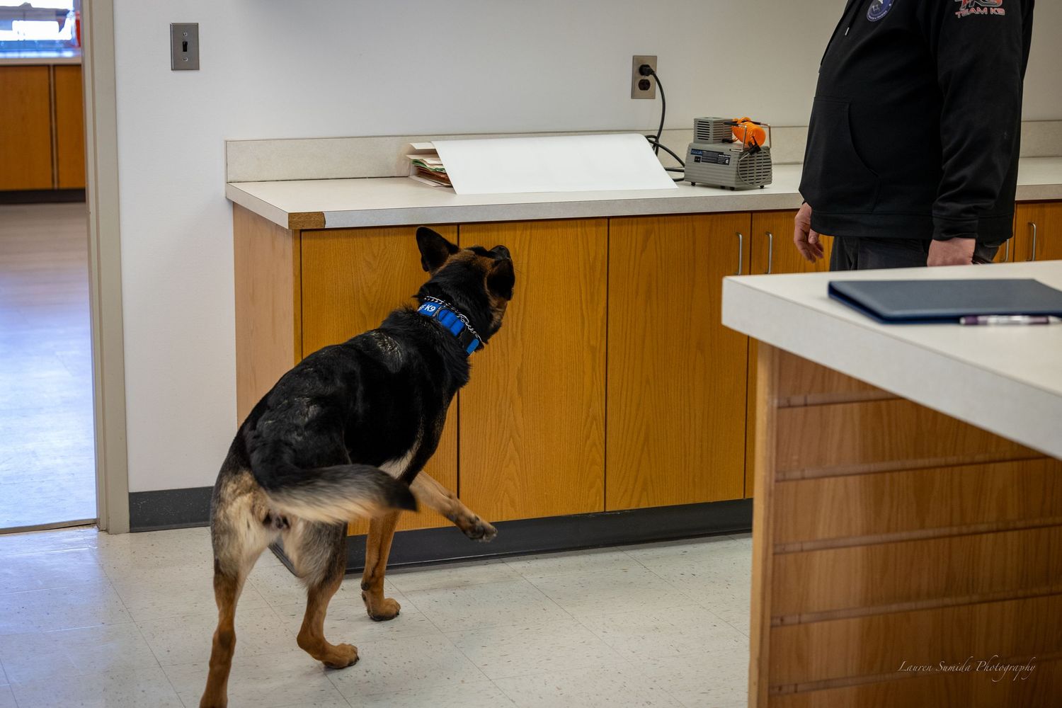Dogs investigating various areas of an indoor space with cabinets.