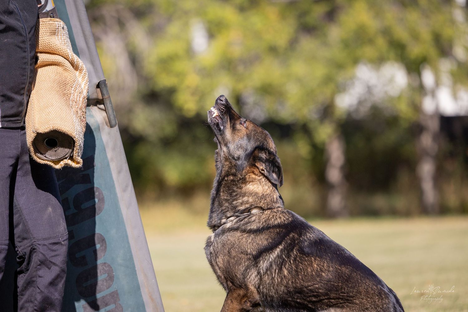 German Shepherd practices defensive maneuvers during specialized training.