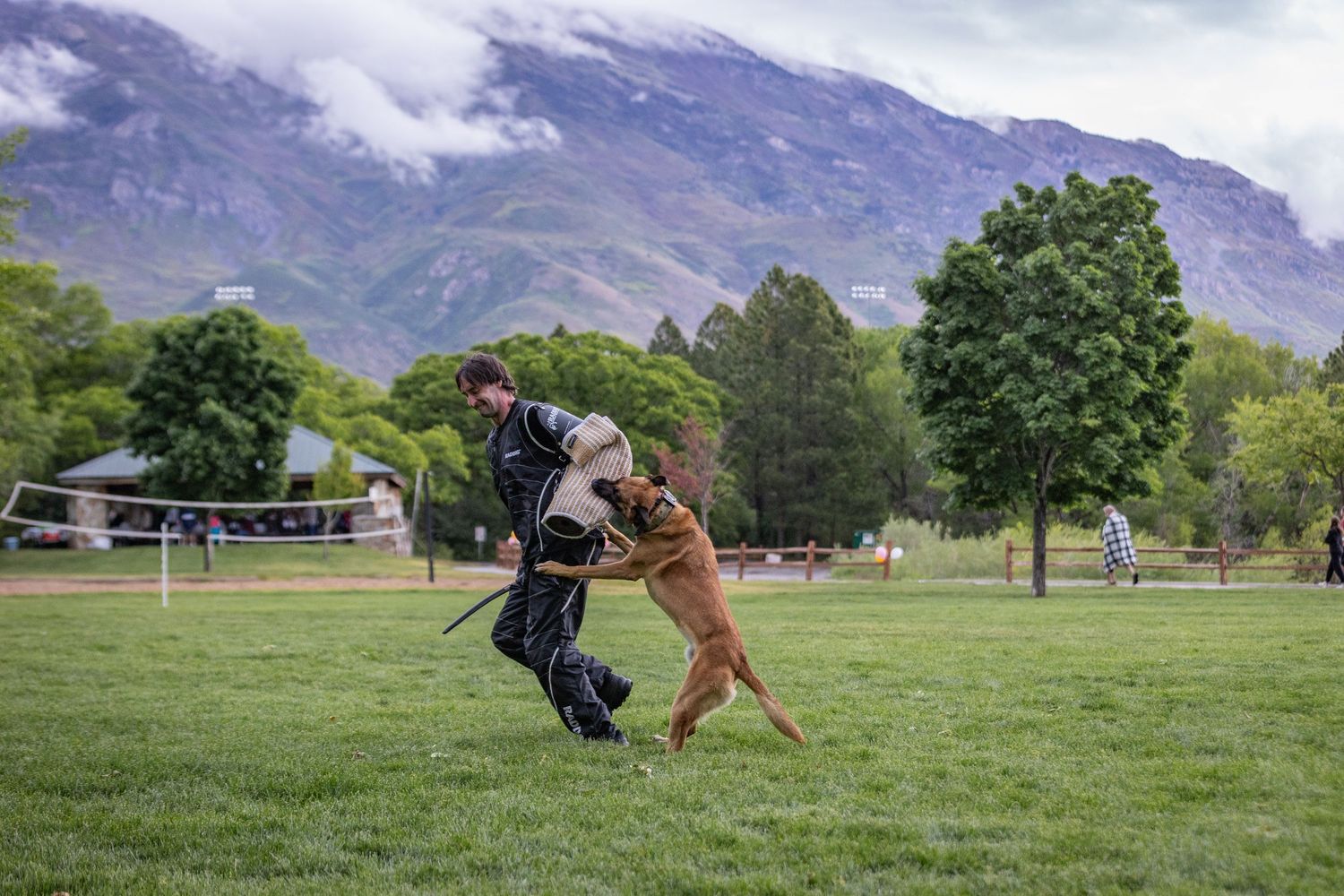 Police K9 practices bite training exercises against mountain backdrop.
