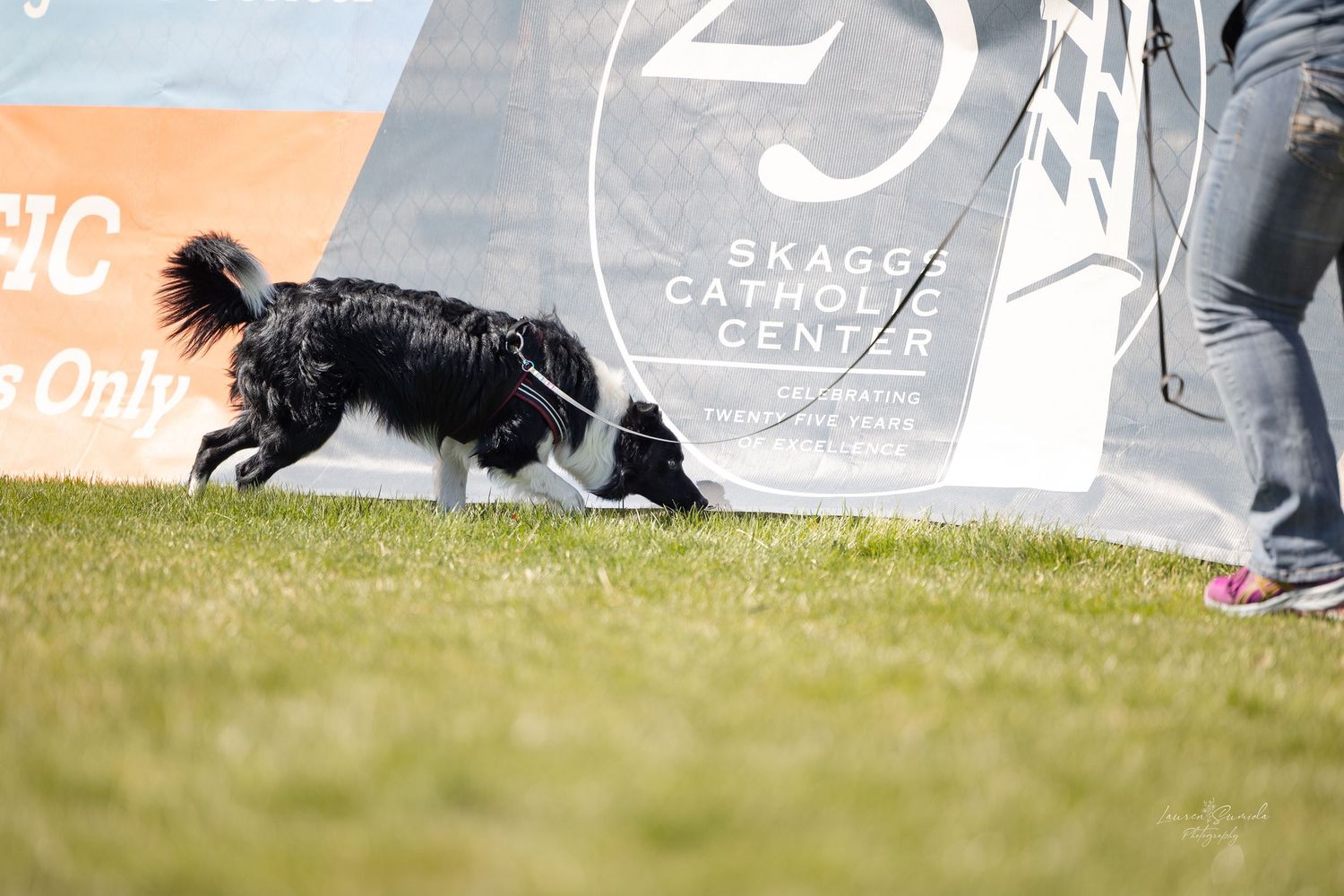 Belgian Malinois dog training session on grassy field with school buses in background.