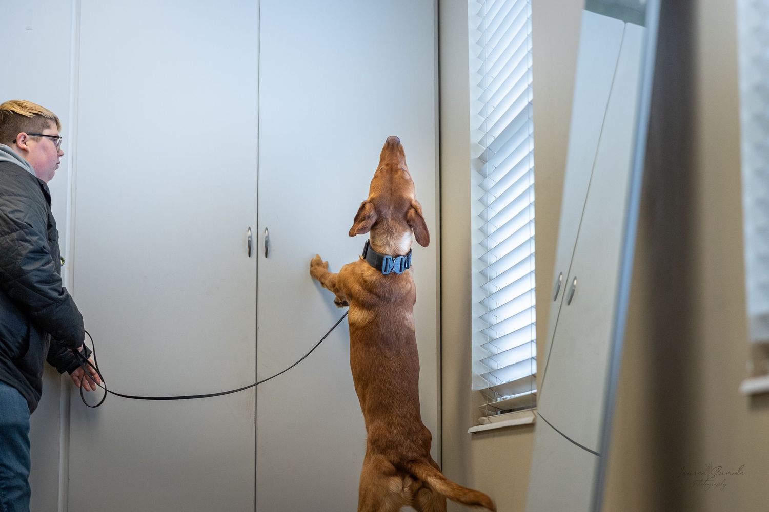 Dog practicing agility exercises indoors near window.