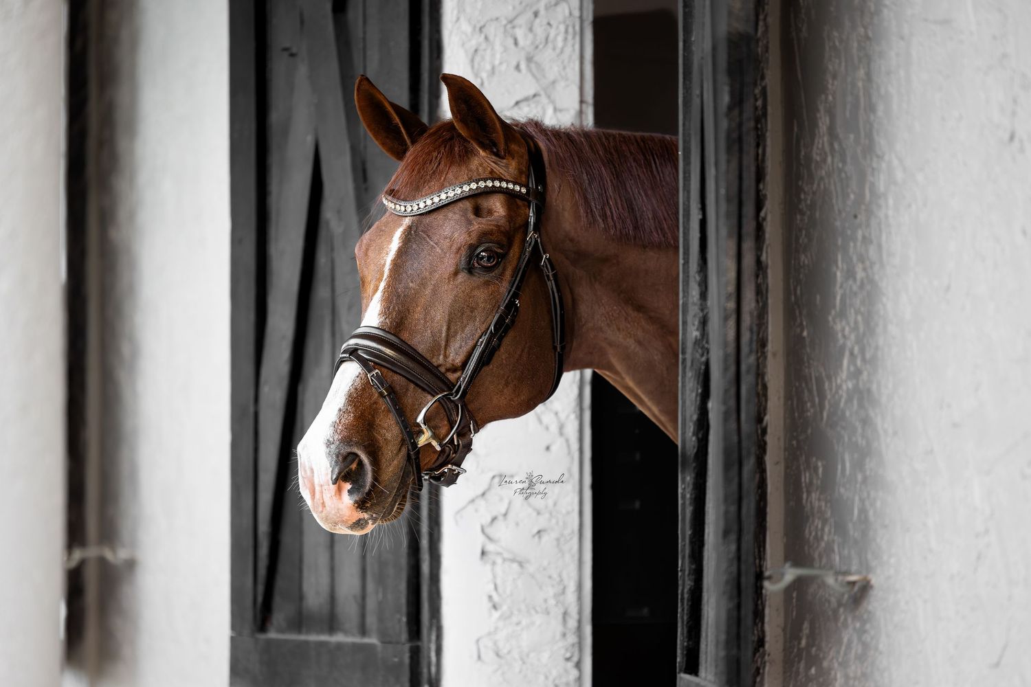 Bay horse with a white blaze and a black leather bridle with a sparkling browband looks out from a stable window.