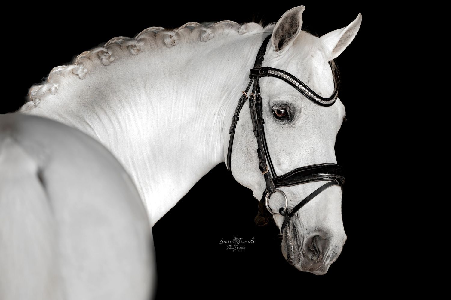 Dramatic black and white portraits of a white horse's profile showing elegant facial features.