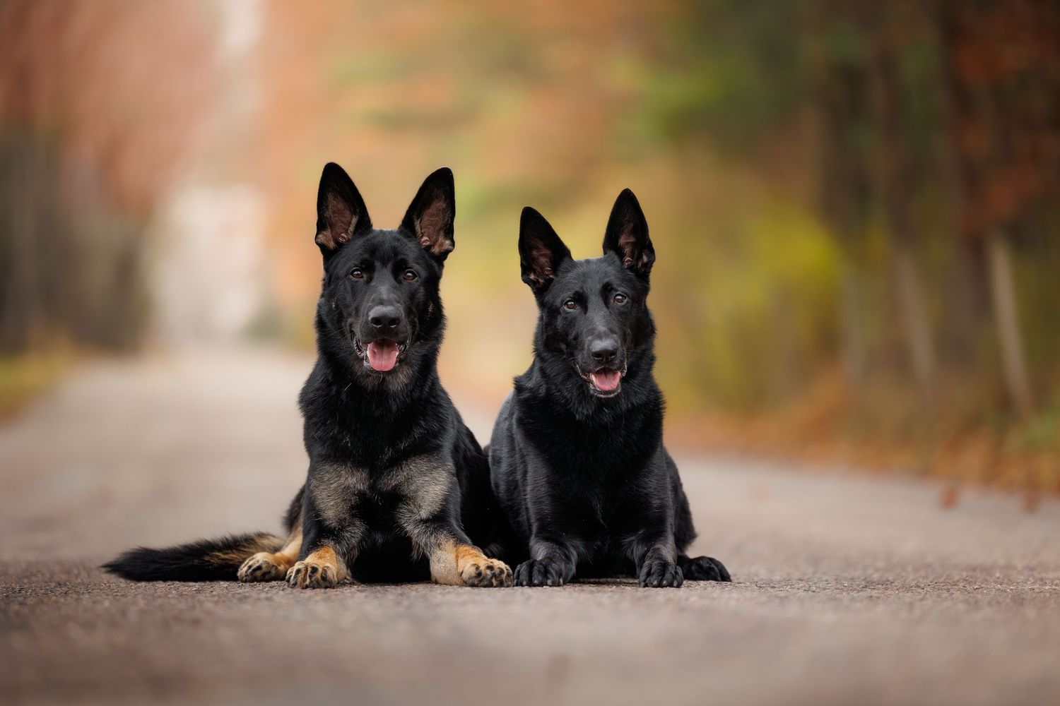 Two alert German Shepherd dogs lying together on a path with autumn colors in background.