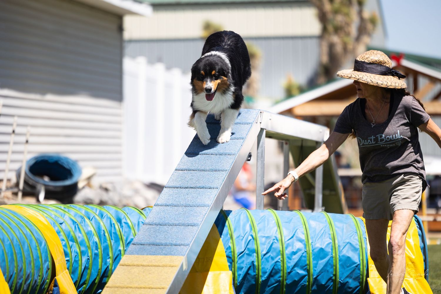 Dog ascending blue ramp on agility course during training session.