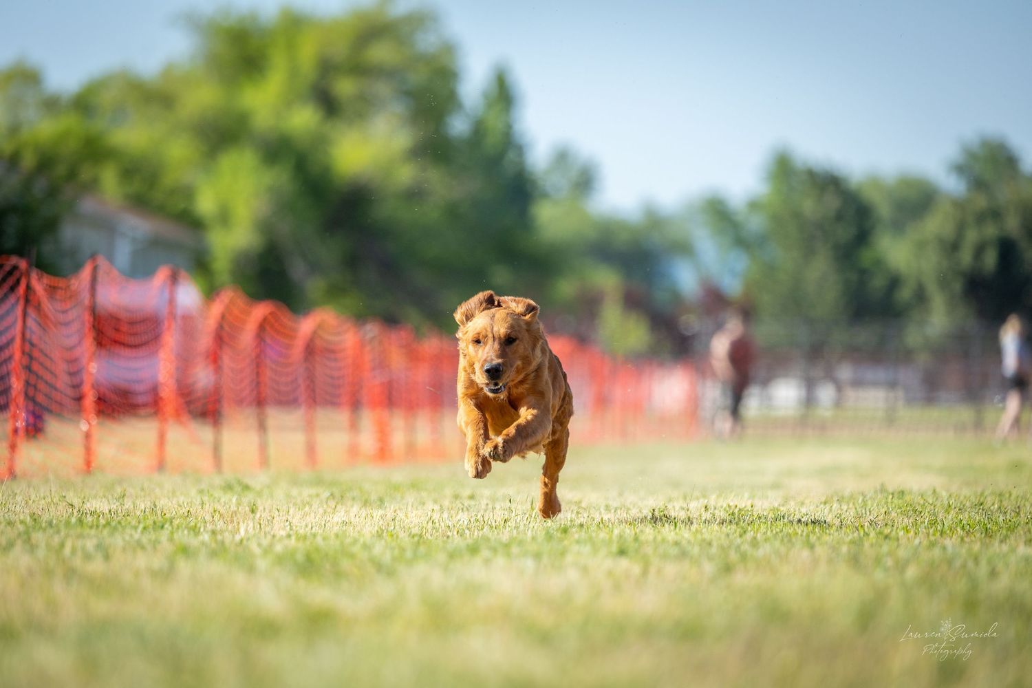 Brown dog sprinting across grass field with orange safety fencing in background.