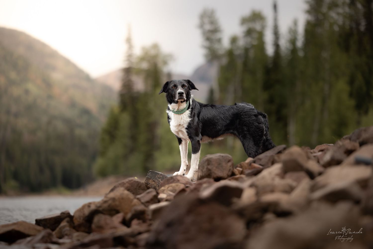 Border Collie stands majestically on rocky mountain slope with forest backdrop.