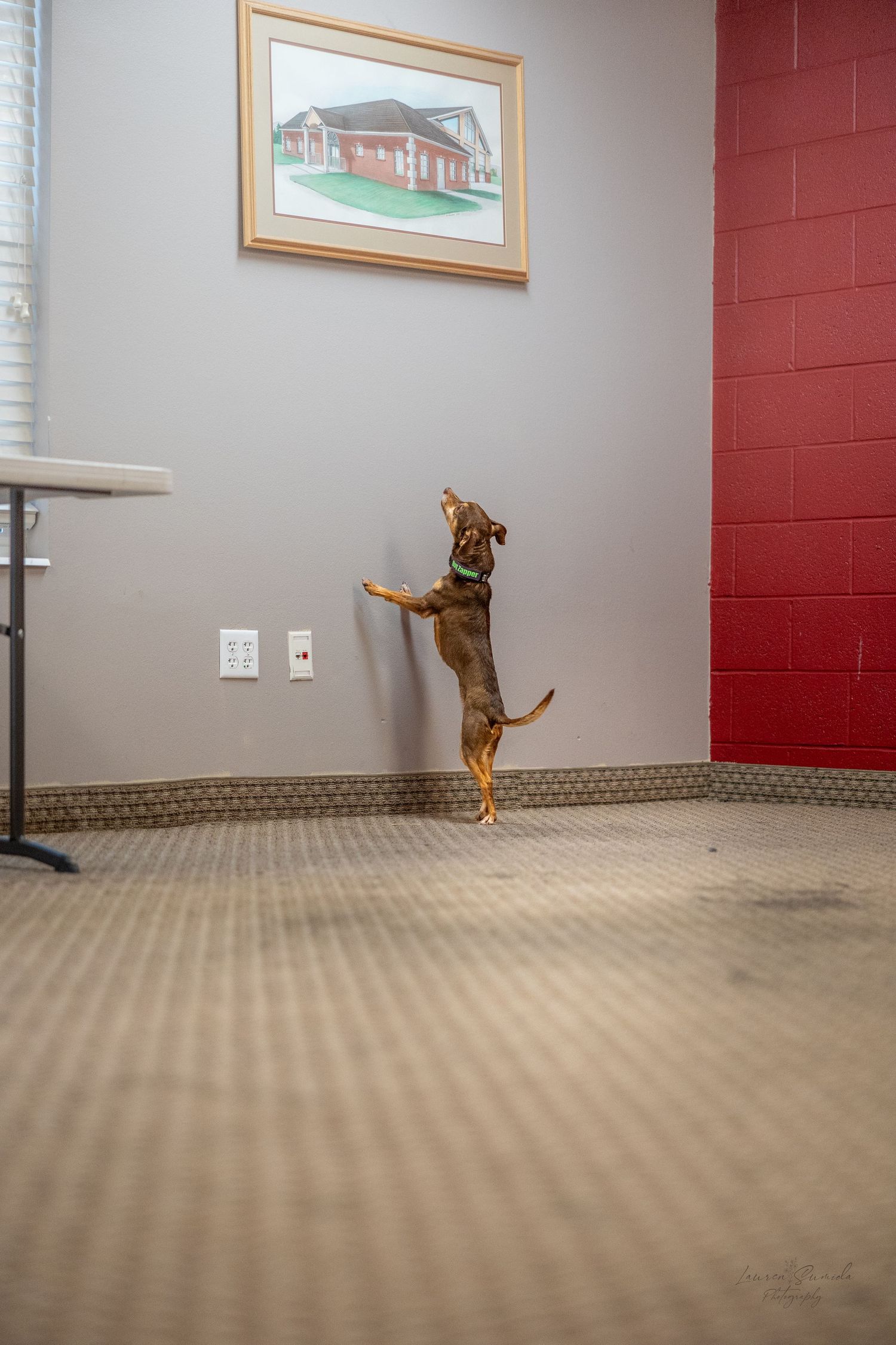Small dog jumping up against wall beneath framed artwork.