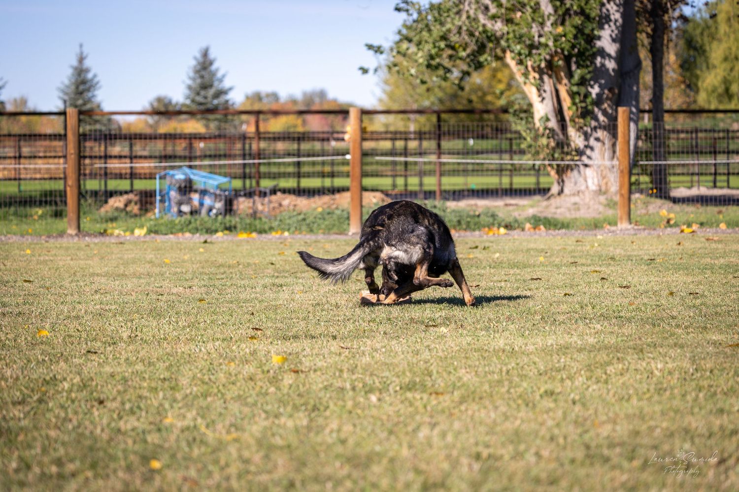 Black dog demonstrating fast recall response during outdoor training session.