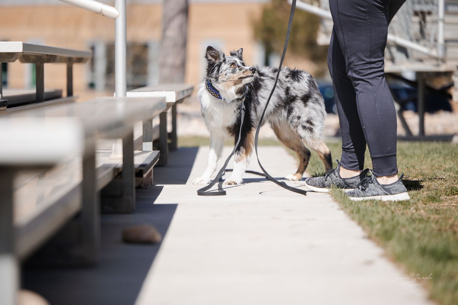 Dogs on leashes walking with owners on a paved pathway.