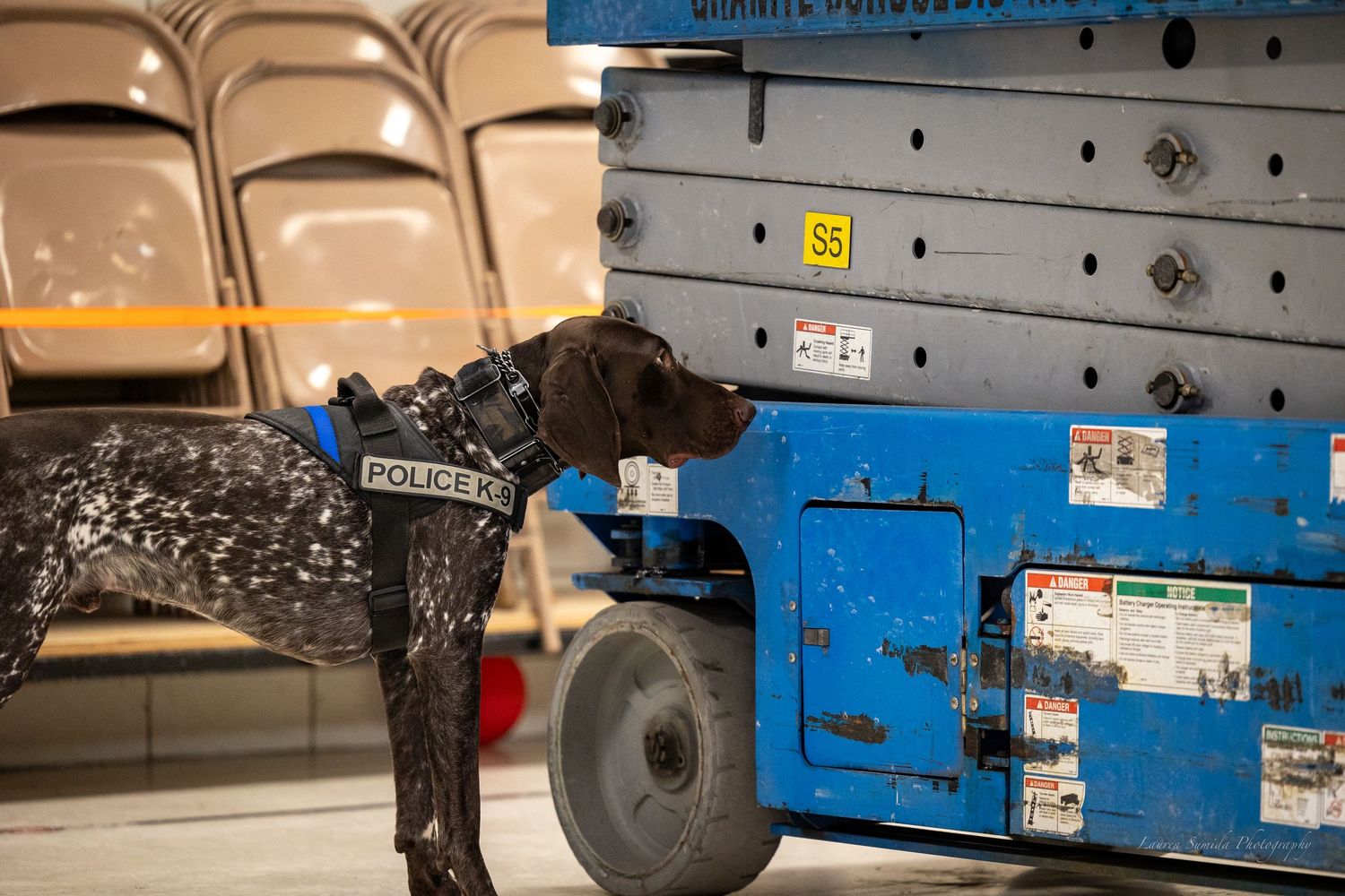 A working dog investigates equipment near stacked chairs in an indoor setting.