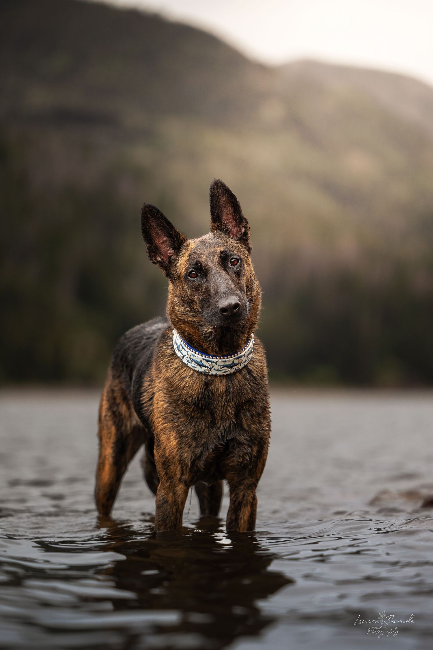 Australian Cattle Dog wearing a sparkly collar standing in shallow water at sunset.
