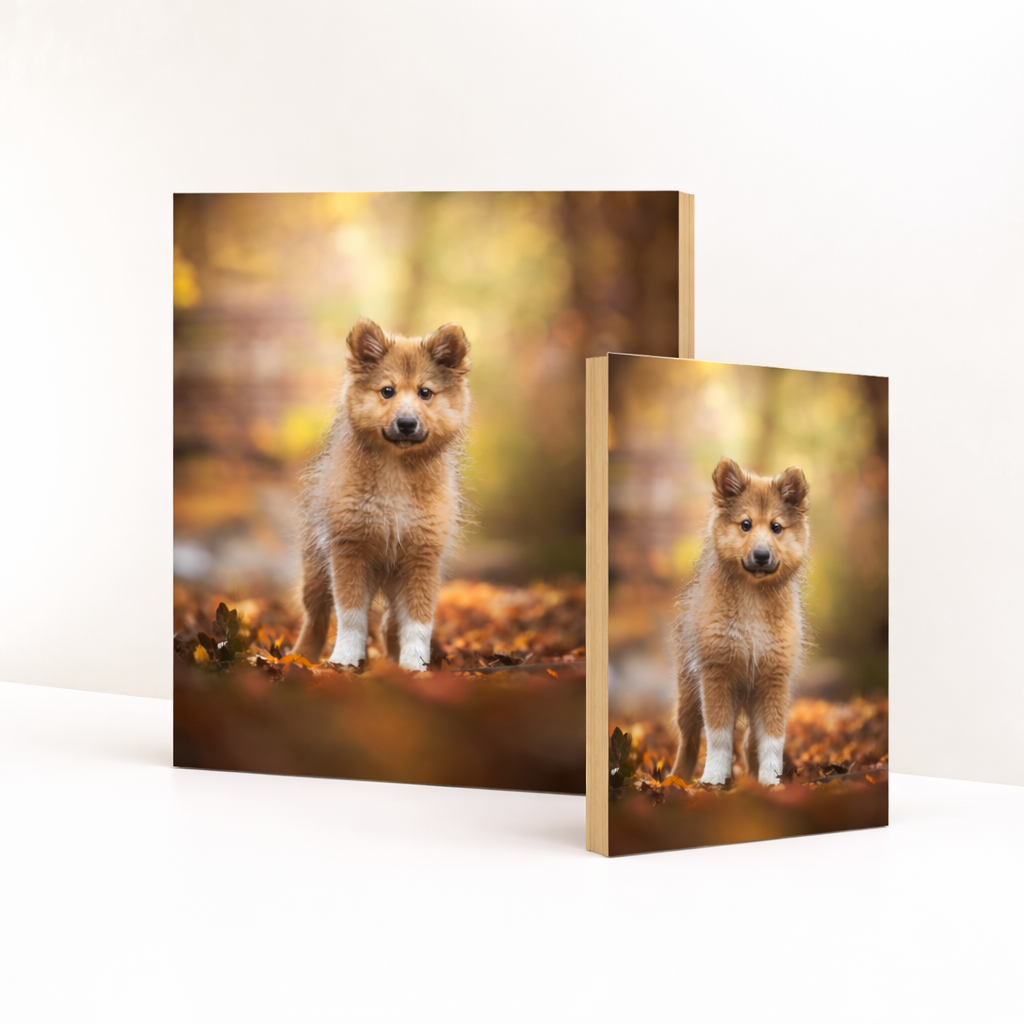 Adorable Pomeranian puppy sitting in autumn leaves with warm golden bokeh background and soft lighting effect.