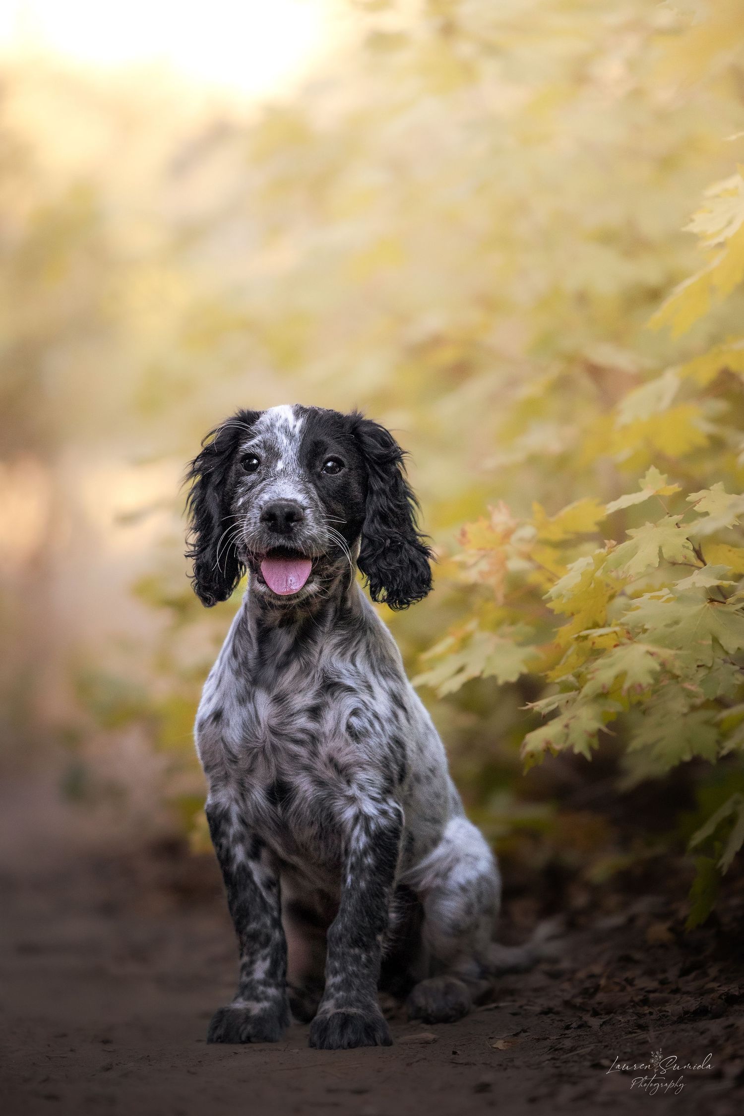 English Setter puppy sitting in autumn leaves with golden bokeh background.